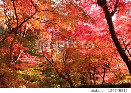 黄色と赤い紅葉 黄色と赤い紅葉 124749213