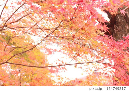 真っ赤な紅葉 真っ赤な紅葉 124749217