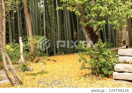 竹林とイチョウ 竹林とイチョウ 124749228