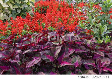 花畑 124749231