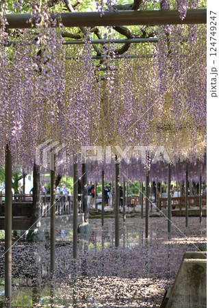 津島天王川公園 藤棚のフジ(愛知県津島市) 津島天王川公園 藤棚のフジ(愛知県津島市) 124749247