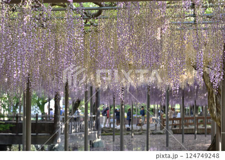 津島天王川公園　藤棚のフジ(愛知県津島市) 124749248