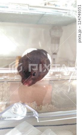 外を眺めるハムスター 外を眺めるハムスター 124749351