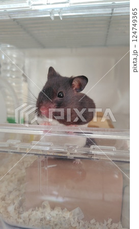外を眺めるハムスター 124749365