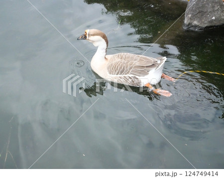 泳ぐガチョウ 124749414