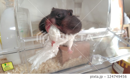 ティッシュで遊ぶハムスター ティッシュで遊ぶハムスター 124749456