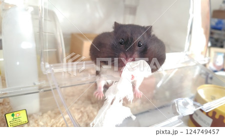 ティッシュで遊ぶハムスター 124749457