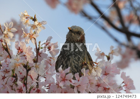 満開の桜の花にとまるヒヨドリ 満開の桜の花にとまるヒヨドリ 124749473