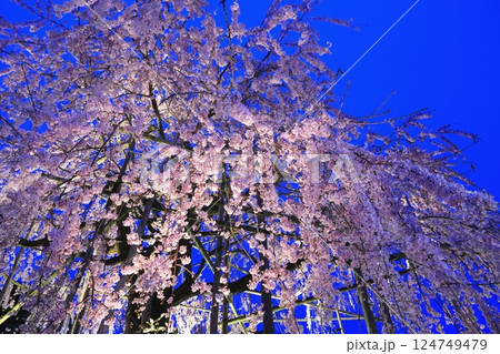 夜空に映えるしだれ桜 夜空に映えるしだれ桜 124749479