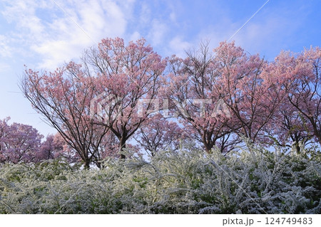 青空バックに映える桜 青空バックに映える桜 124749483