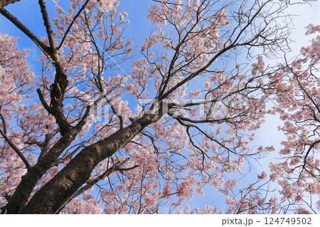 青空に映える満開の桜 青空に映える満開の桜 124749502