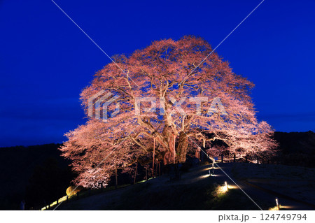 醍醐桜8949 124749794