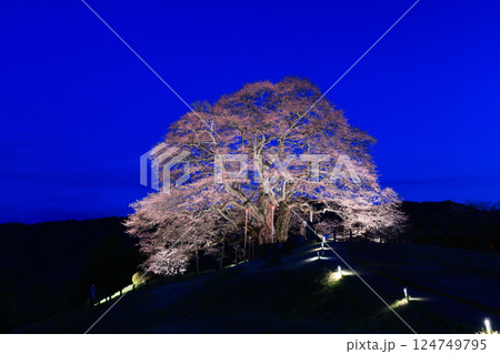 醍醐桜8950 124749795