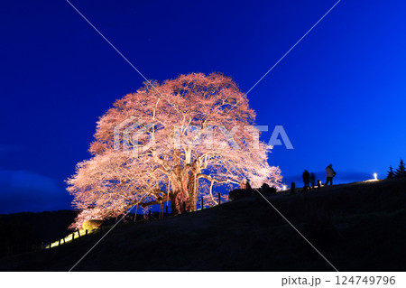 醍醐桜8953 124749796