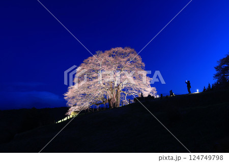 醍醐桜8956 124749798