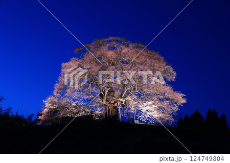 醍醐桜8965 醍醐桜8965 124749804