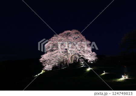 醍醐桜8983 124749813