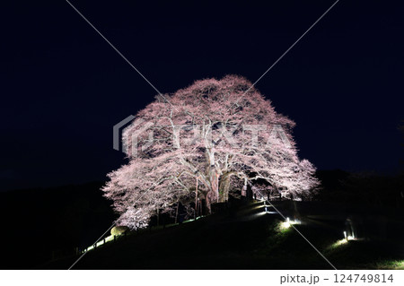 醍醐桜8984 124749814