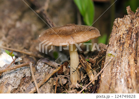 ウラベニガサキノコ全体像(自然環境下ストロボ+マクロ接写) ウラベニガサキノコ全体像(自然環境下ストロボ+マクロ接写) 124749828