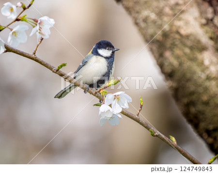 桜にとまるシジュウカラ 124749843