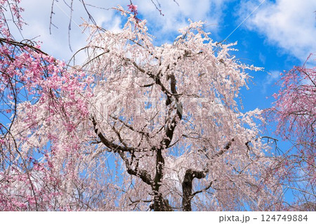 原谷苑　枝垂れ桜 124749884