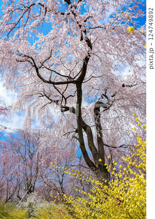 原谷苑　枝垂れ桜 124749892