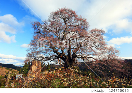 醍醐桜8807 124750056