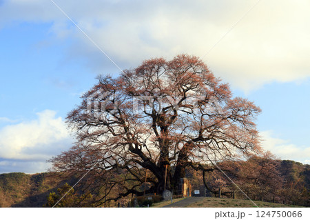 醍醐桜8853 醍醐桜8853 124750066