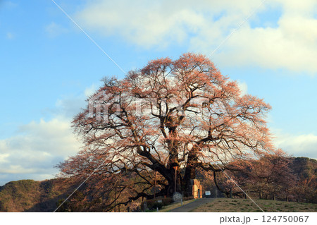 醍醐桜8858 124750067