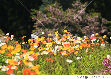 アイスランドポピー1509 アイスランドポピー1509 124750127