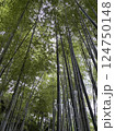 京都嵐山にて竹林を見上げる 124750148