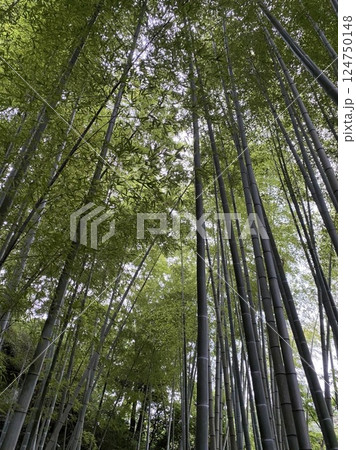 京都嵐山にて竹林を見上げる 124750148