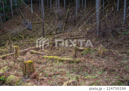 鞍馬の針葉樹林　伐採林　京都市 124750199