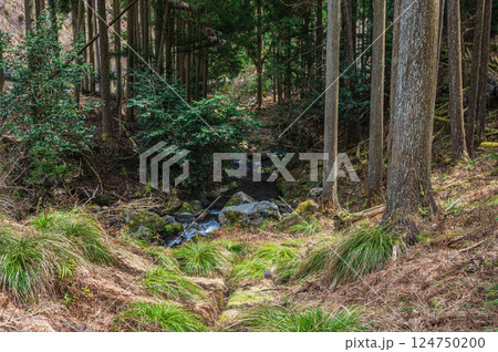 鞍馬の針葉樹林　京都市 124750200