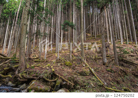 鞍馬の針葉樹林 京都市 鞍馬の針葉樹林 京都市 124750202