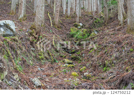 鞍馬の針葉樹林 京都市 鞍馬の針葉樹林 京都市 124750212