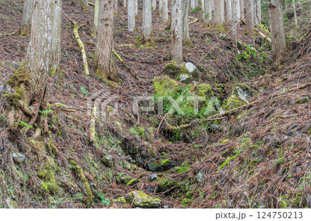 鞍馬の針葉樹林　京都市 124750213