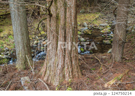 鞍馬の針葉樹林　杉の大木　京都市 124750214