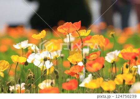 アイスランドポピー1399 124750239