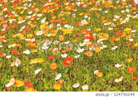 アイスランドポピー1405 124750249