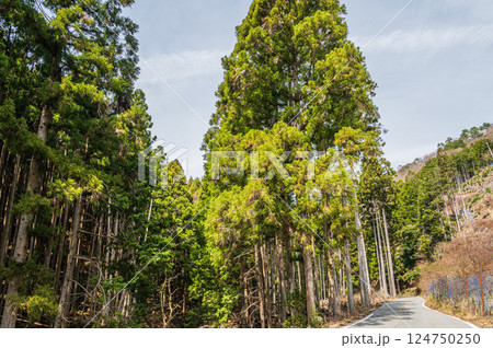 鞍馬の針葉樹林　京都市 124750250