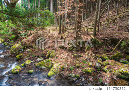 鞍馬の針葉樹林　京都市 124750252