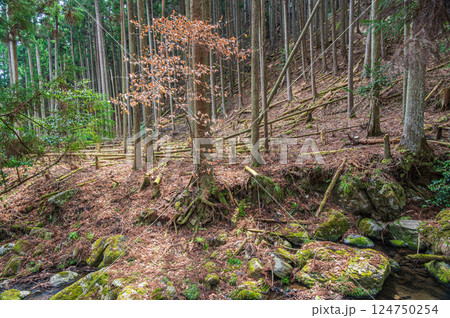 鞍馬の針葉樹林　伐採林　京都市 124750254