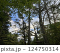 軽井沢千ヶ滝別荘地の木々の間から見える空 124750314
