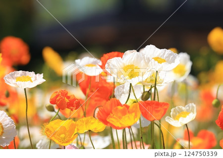 アイスランドポピー1357 アイスランドポピー1357 124750339