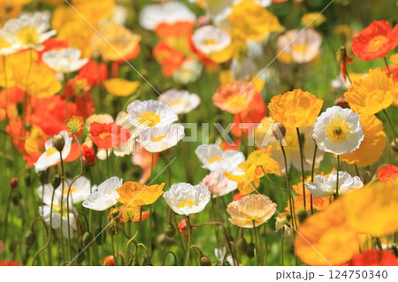 アイスランドポピー1358 124750340