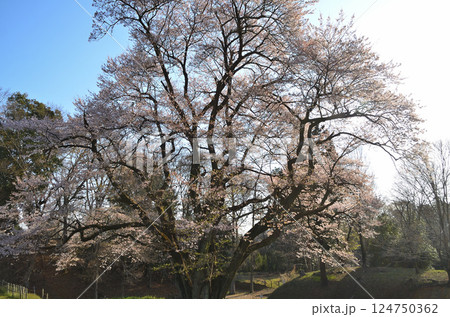 埼玉県大里郡寄居町鉢形 鉢形城の朝一番の氏邦桜(うじくにざくら) 埼玉県大里郡寄居町鉢形 鉢形城の朝一番の氏邦桜(うじくにざくら) 124750362