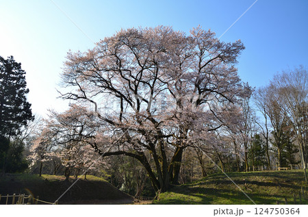 埼玉県大里郡寄居町鉢形　鉢形城の朝一番の氏邦桜（うじくにざくら） 124750364