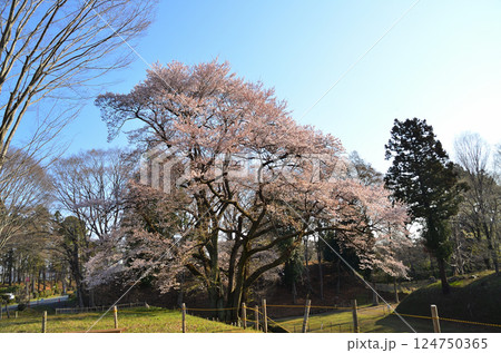 埼玉県大里郡寄居町鉢形 鉢形城の朝一番の氏邦桜(うじくにざくら) 埼玉県大里郡寄居町鉢形 鉢形城の朝一番の氏邦桜(うじくにざくら) 124750365