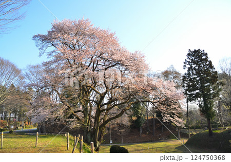 埼玉県大里郡寄居町鉢形 鉢形城の朝一番の氏邦桜(うじくにざくら) 埼玉県大里郡寄居町鉢形 鉢形城の朝一番の氏邦桜(うじくにざくら) 124750368